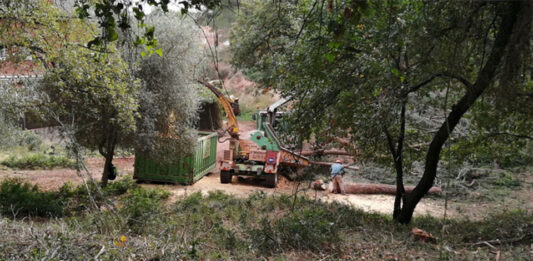 Pallejà fa treballs de prevenció d’incendis forestals a La Torroja