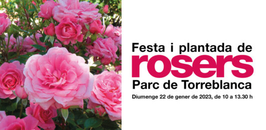 Aquest diumenge, Festa i plantada de rosers al Parc Torreblanca