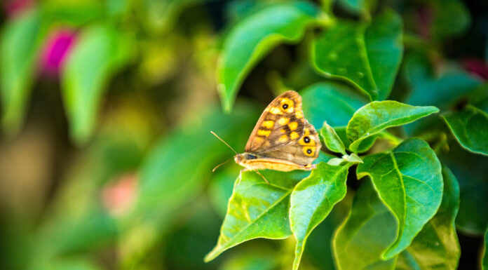 Els parcs metropolitans són refugi de papallones singulars o en regressió