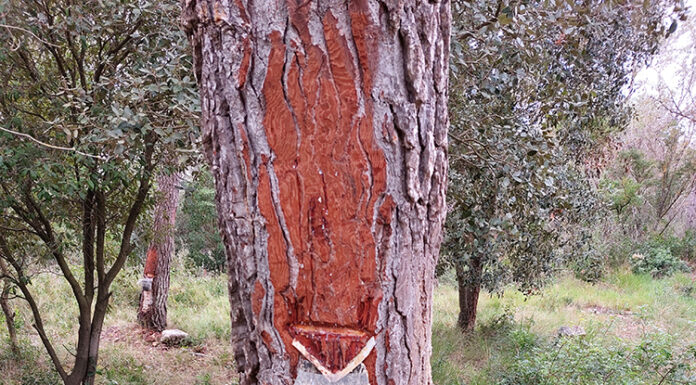 Vallirana i Forest Baix, pioners en l’extracció de resina