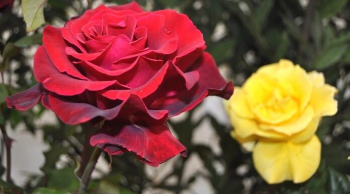 Sant Feliu viurà aquest cap de setmana l’Exposició Nacional de Roses i la Fira