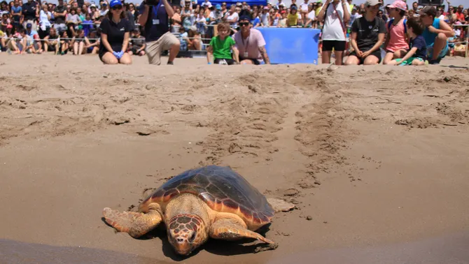 Dia Mundial del Medi Ambient: El CRAM allibera quatre tortugues a la platja del Prat