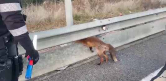 Rescaten una guineu atrapada a les tanques de l’autovia B-22