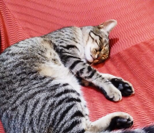 Els altres habitants del Baix Llobregat: estan preparats els nostres ajuntaments per garantir els seus drets? Per Lluís Carrasco