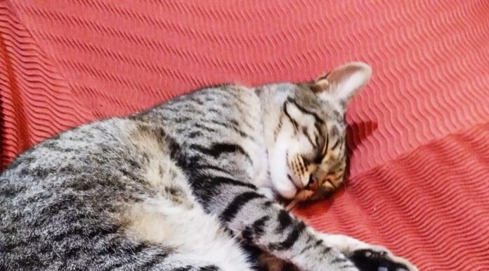 Els altres habitants del Baix Llobregat: estan preparats els nostres ajuntaments per garantir els seus drets? Per Lluís Carrasco