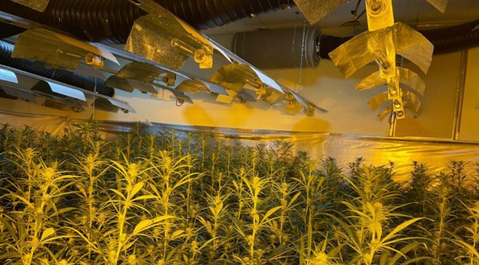 Els Mossos investiguen la implicació de policies en plantacions de marihuana a Gavà, Castelldefels i altres municipis