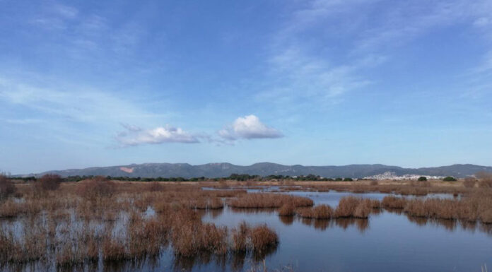 L’ACA impulsa mesures per a restaurar la llacuna del Remolar