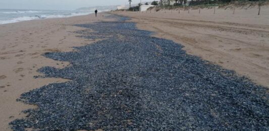 Les velelles envaeixen la platja de Gavà