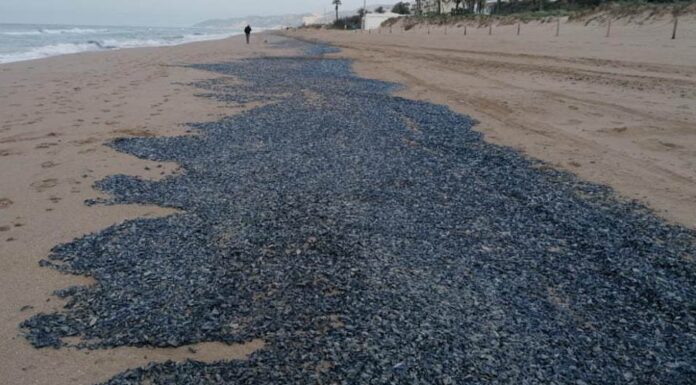 Les velelles envaeixen la platja de Gavà