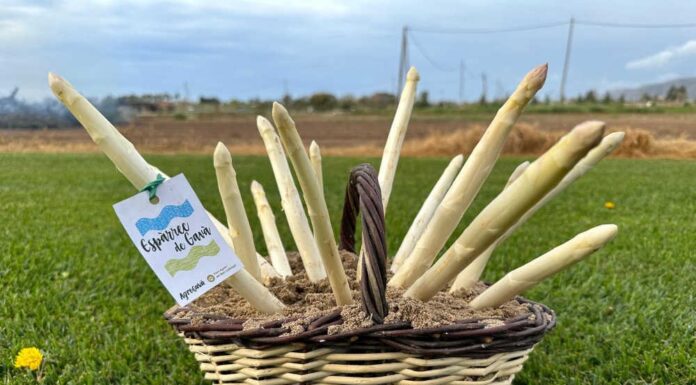 Gavà, preparada per la campanya d’Espàrrecs del 2024