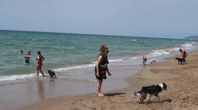 A Gavà, la platja també és per als gossos