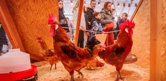 La 51a Fira Avícola aplega gairebé 79.000 visitants i supera l’edició del 2023