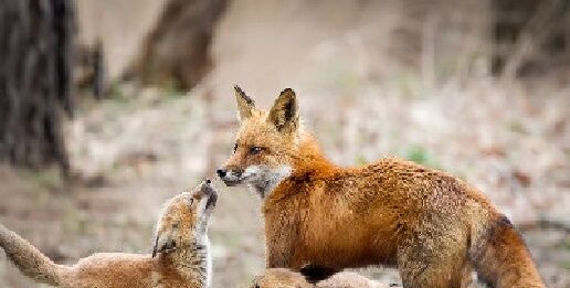 Fauna: Ecologistes en Acció toca el crostó de Revolta Pagesa i del Govern