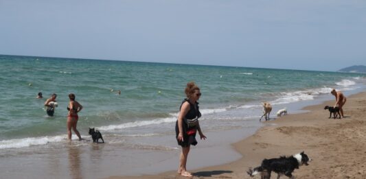 En el dia del gos, us recomanem una platja per a peluts al Baix Llobregat