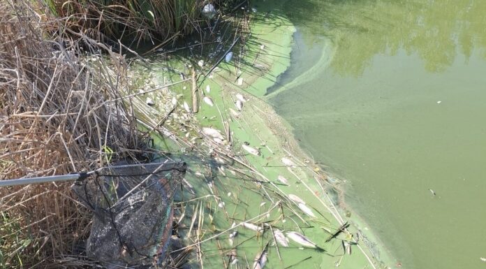 L’Ajuntament de Castelldefels fa públic el motiu de la mort de peixos a l’Olla del Rei