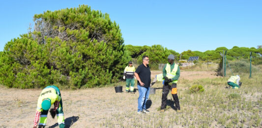 Millores de naturalització de la platja del Remolar