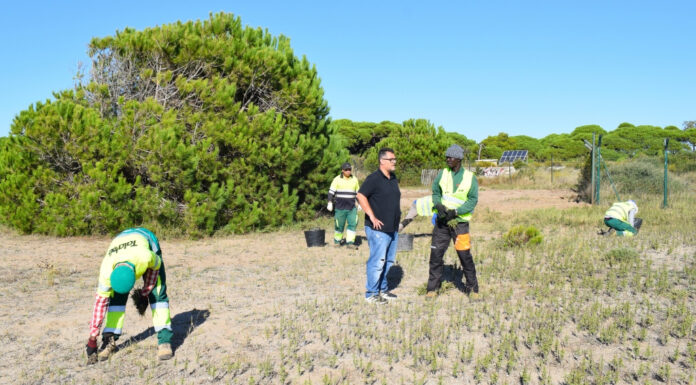 Millores de naturalització de la platja del Remolar