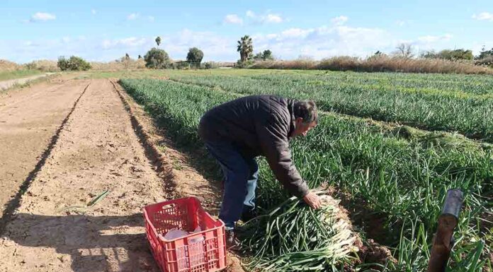 Els calçots de Gavà arriben en gran quantitat i qualitat: quasi 6 milions d’unitats aquesta temporada