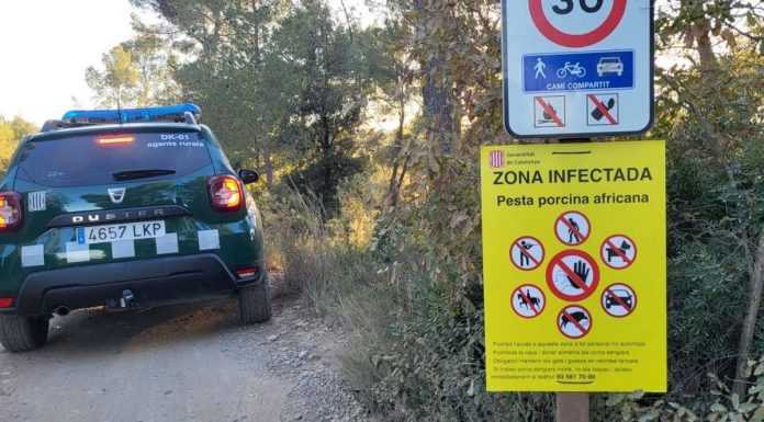 Pesta porcina: El Parc de Collserola tancat del tot i guàrdies civils substituint els Agents Rurals