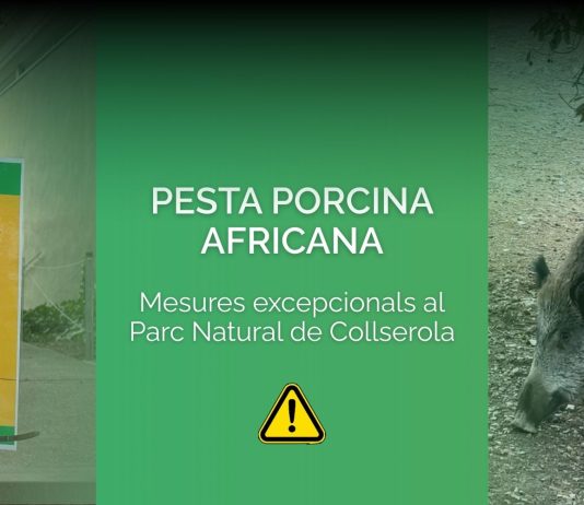 Cinc nous senglars morts per la pesta porcina allunyen la reobertura de Collserola