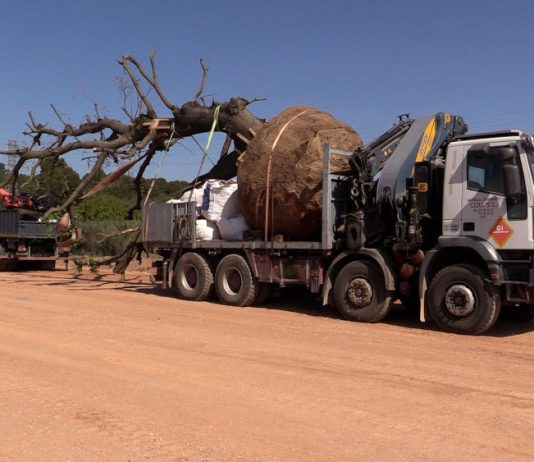 Gavà: El Pla de Ponent provoca el trasllat d’arbres amb valor patrimonial