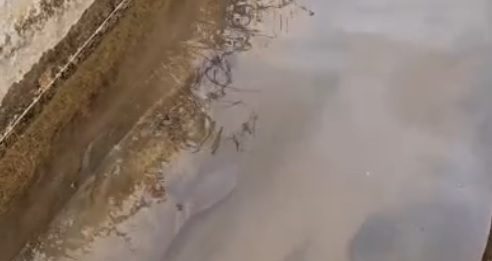 Els silurs ja neden pels canals de rec del Delta del Llobregat