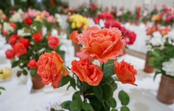 L’Exposició Nacional de Roses: la tradició que defineix la identitat de la capital del Baix Llobregat
