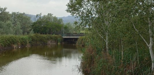 Un nou episodi de mort de peixos a l’Olla del Rei evidencia la fragilitat dels aiguamolls de Castelldefels