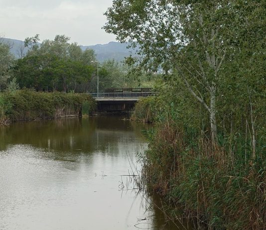 Un nou episodi de mort de peixos a l’Olla del Rei evidencia la fragilitat dels aiguamolls de Castelldefels